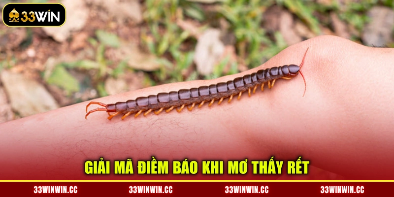Giải mã điềm báo khi mơ thấy rết